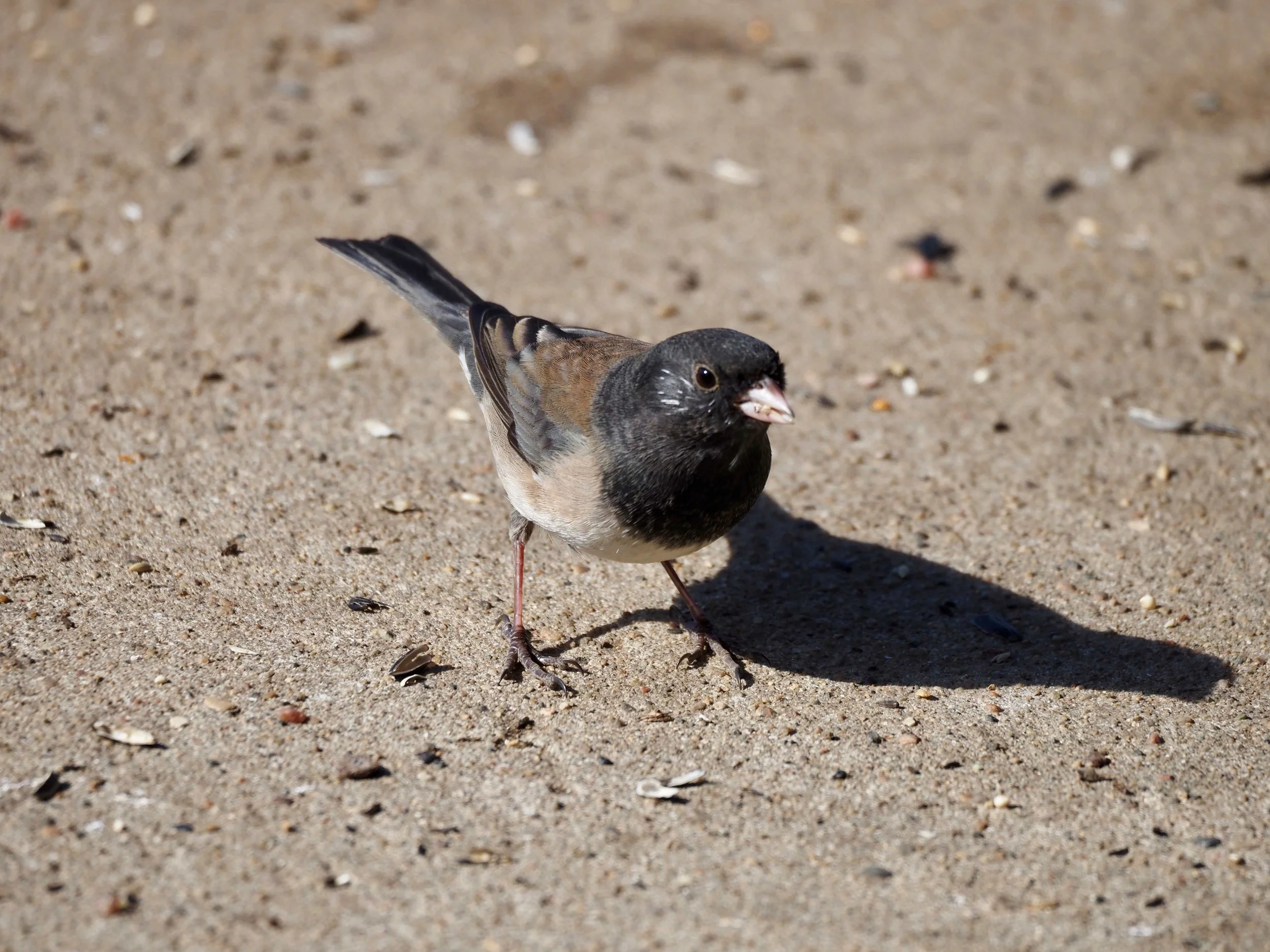 Junco.jpg