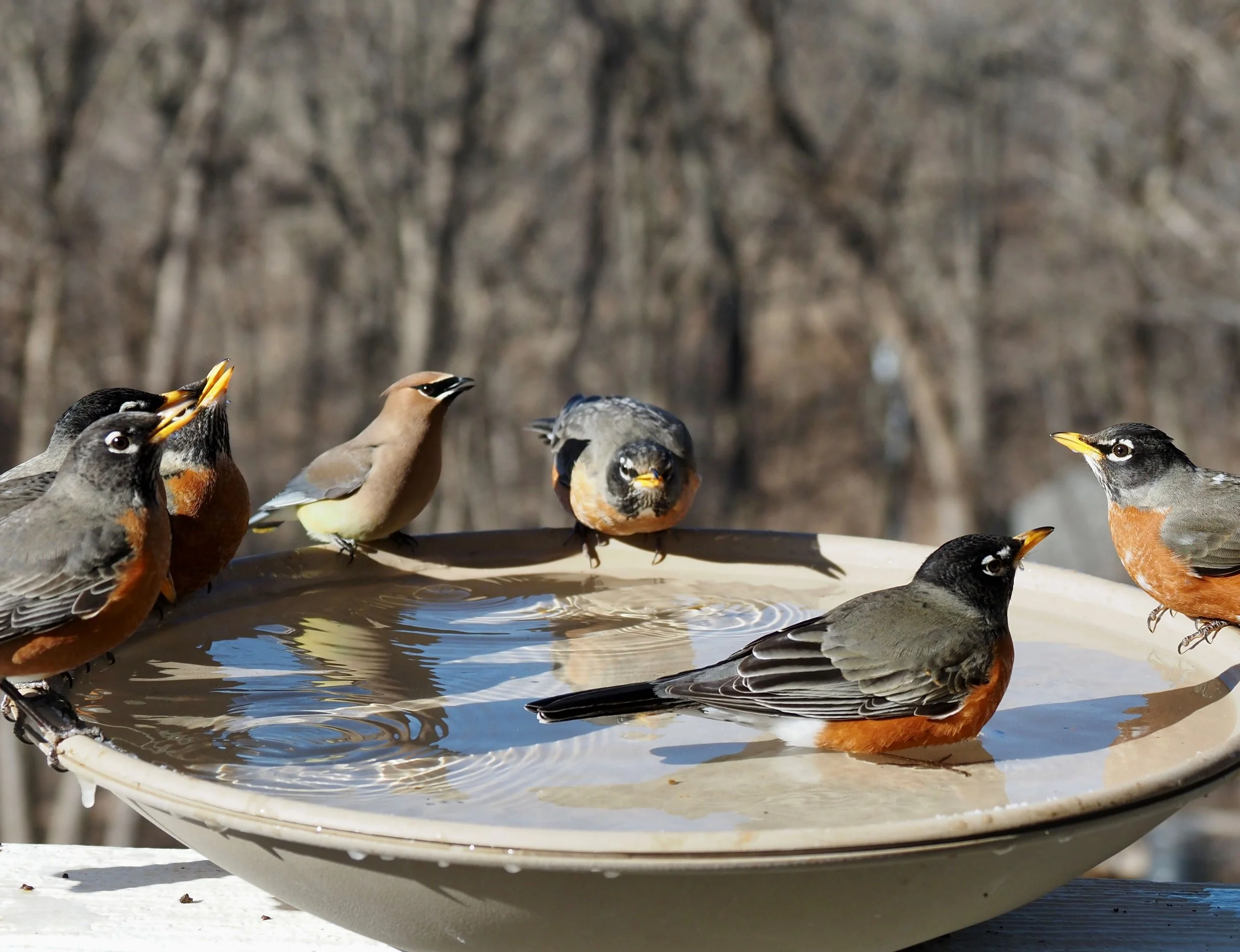Waxwing and Robins 2.jpg