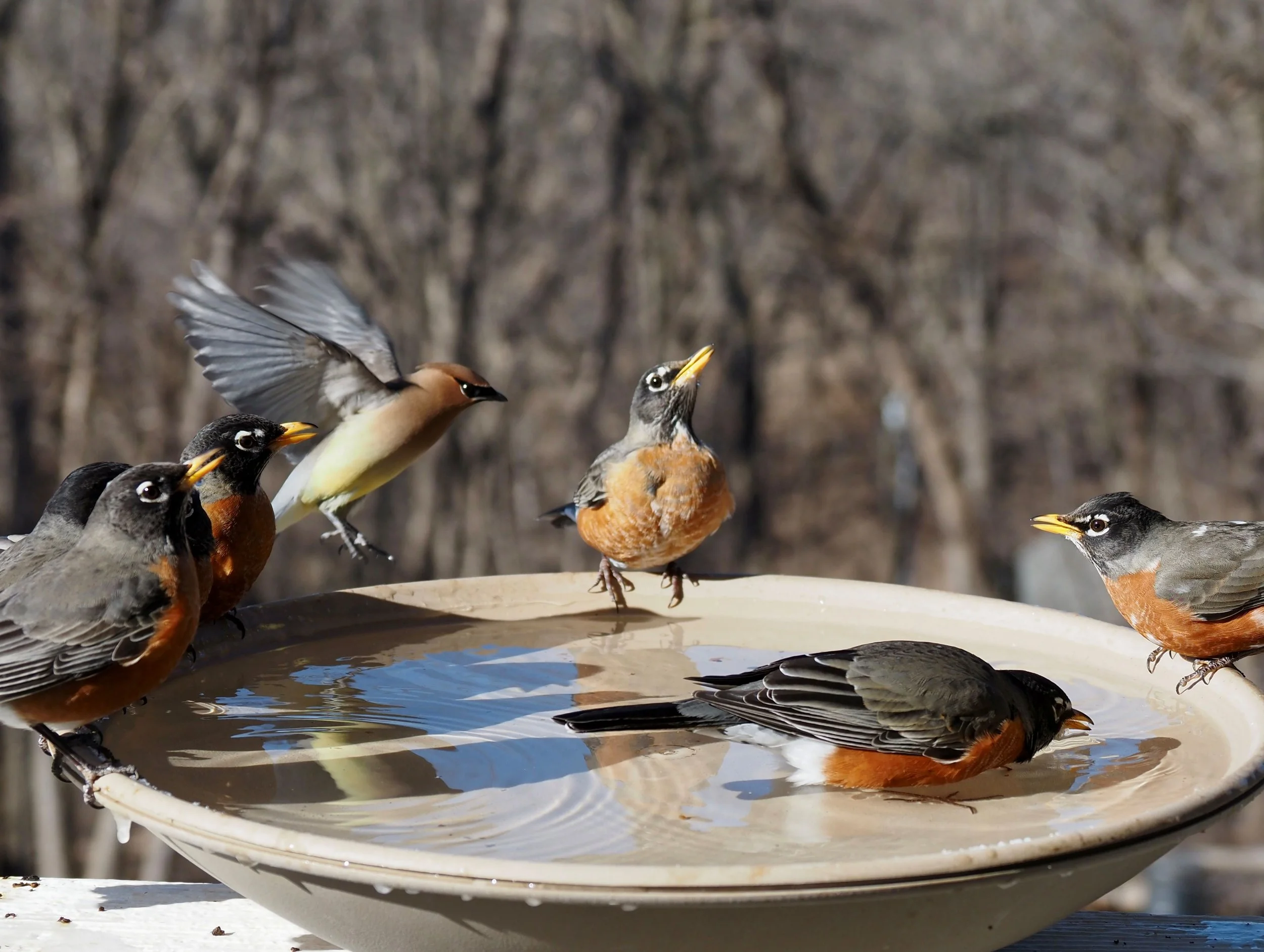 Waxwing and Robins.jpg