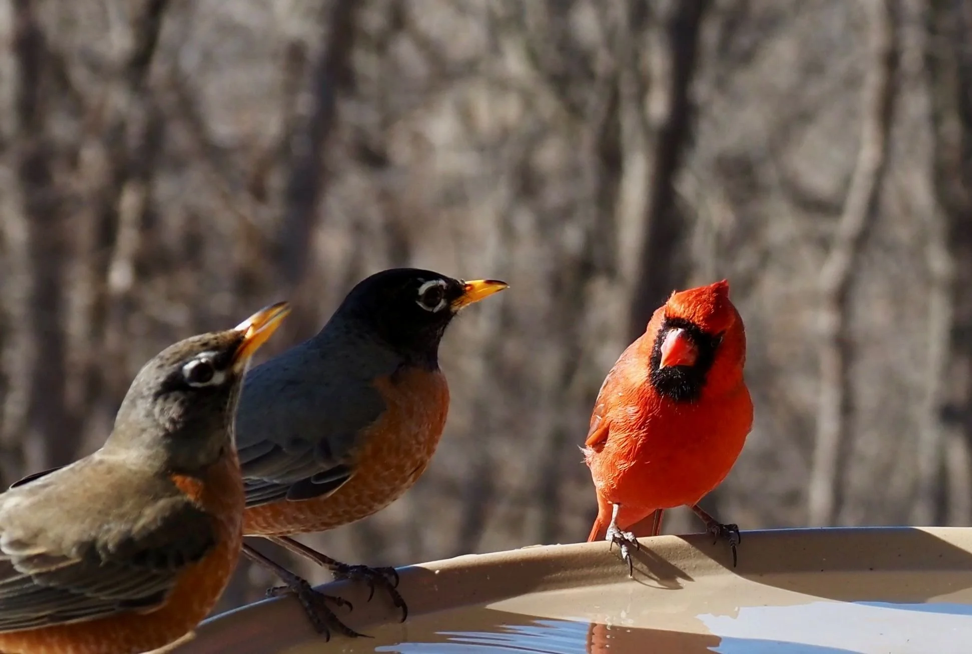 Robins and Cardinals.jpg