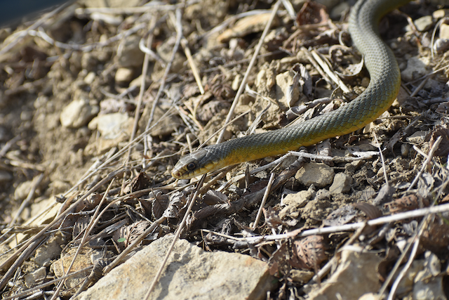 Lutter2 RacerSnake at Broken Kettle.png