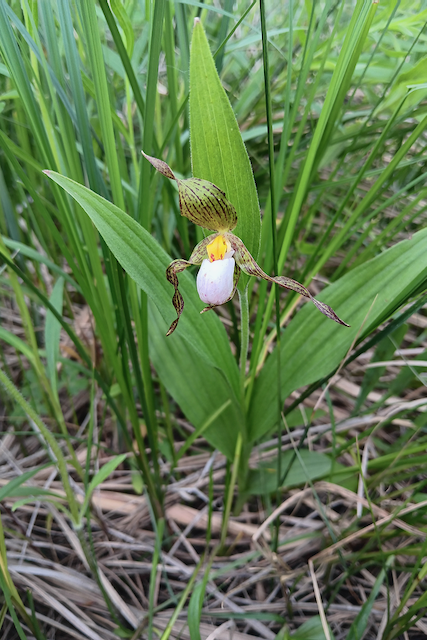 Lutter3 Small White Lady Slipper at Freda Haffner Preserve.png
