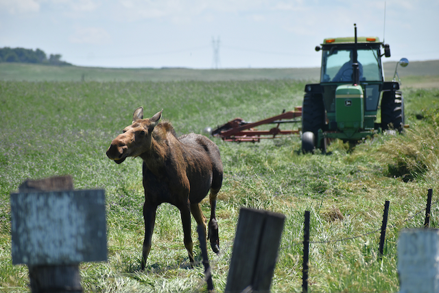 Lutter4 Moose vs tractor-central North Dakota.png