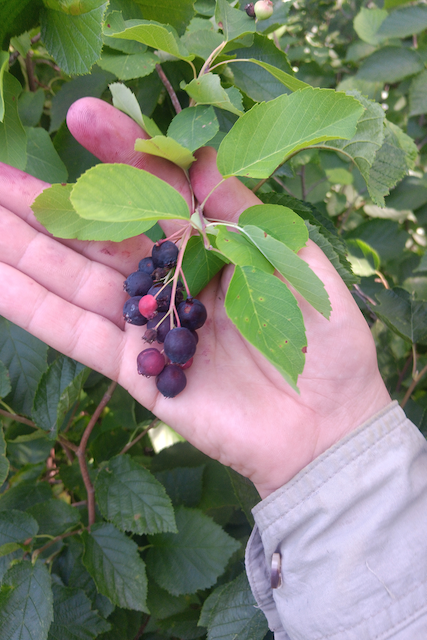 Lutter5Juneberry collecting.Turtle Mountains ND border.png