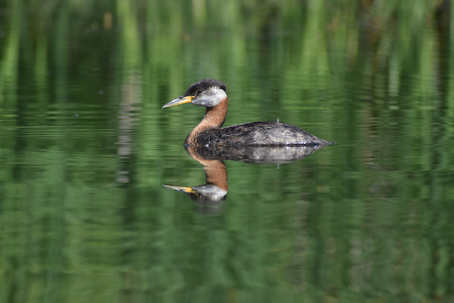 Lutter6 One of 70 Red-necked grebes-Lake Metigoshe SP in North Dakota.png