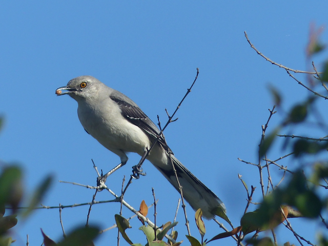 1. Rex Tropical Mockingbird—Yucatan January Trip_0050.png
