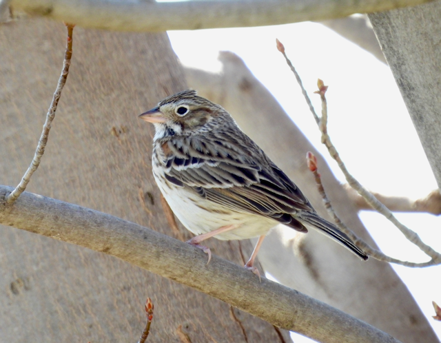 2. Rex Vesper Sparrow—Adams 4.15.25 0417.png