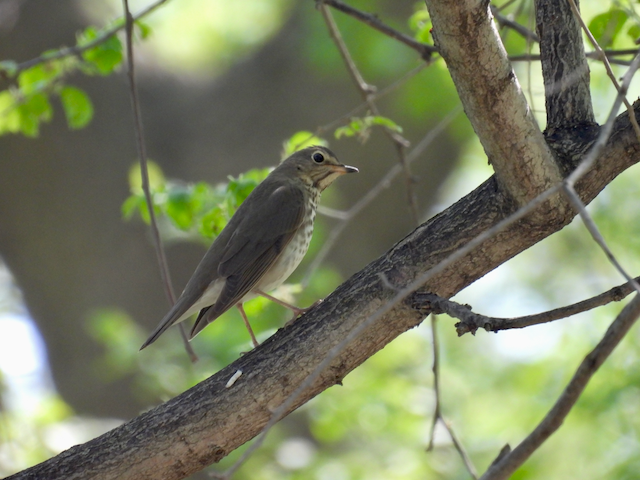 3. Rex Gray-cheeked Thrush—Bacon Creek (May 0832.png