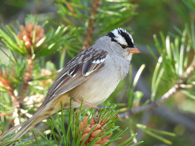 5. Rex White-crowned Sparrow—Keystone, CO 6.29.25_2204.png