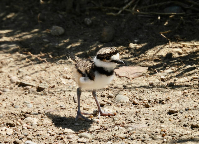 6. Rex Juvenile Killdeer—Owego 7.4.25_2529.png