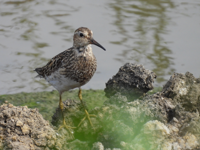 7. Rex Pectoral Sandpiper—Salix Dairy Farm 8.16.25_3027.png