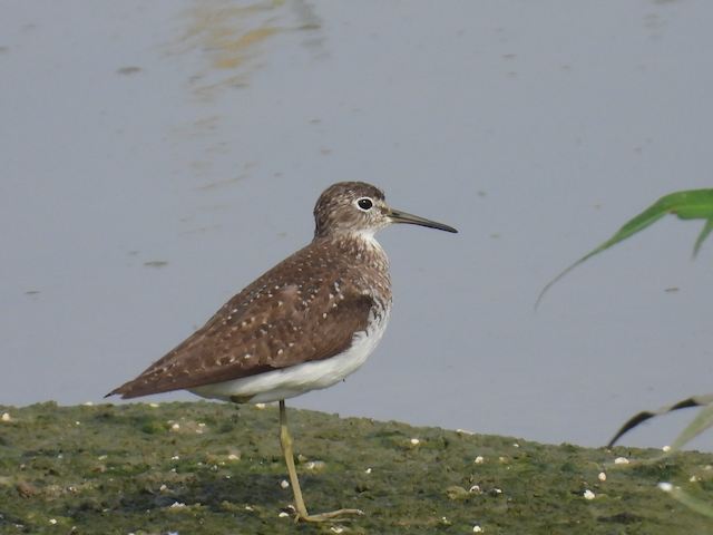 8. Rex Solitary Sandpiper—Salix Dairy Farm 8.16.25_3096.png