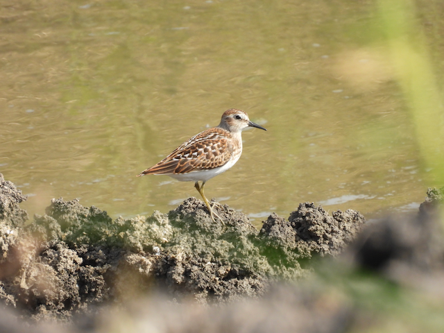 9. Rex Least Sandpiper—Salix Dairy Farm 8.16.25_3167.png