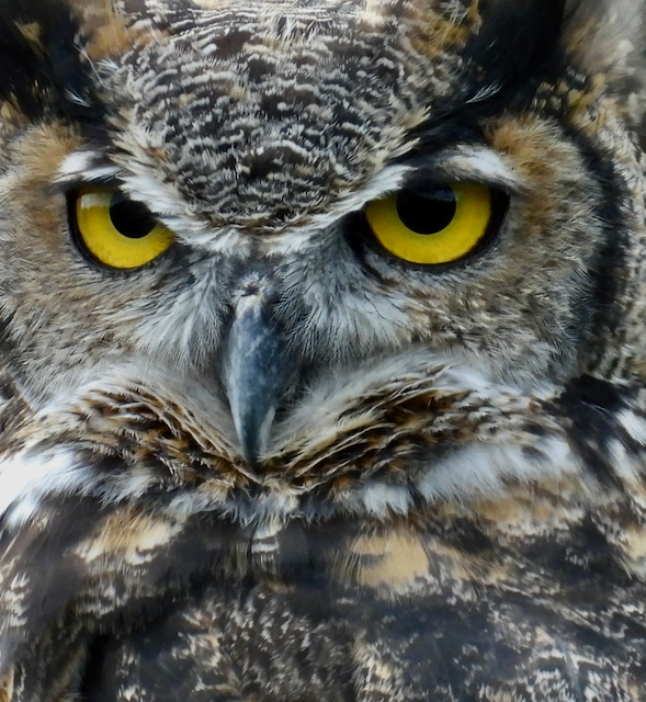 11. Rex Great-Horned Owl (Rehab Bird)—Vancouver B.C. 9.28.25_3395.png