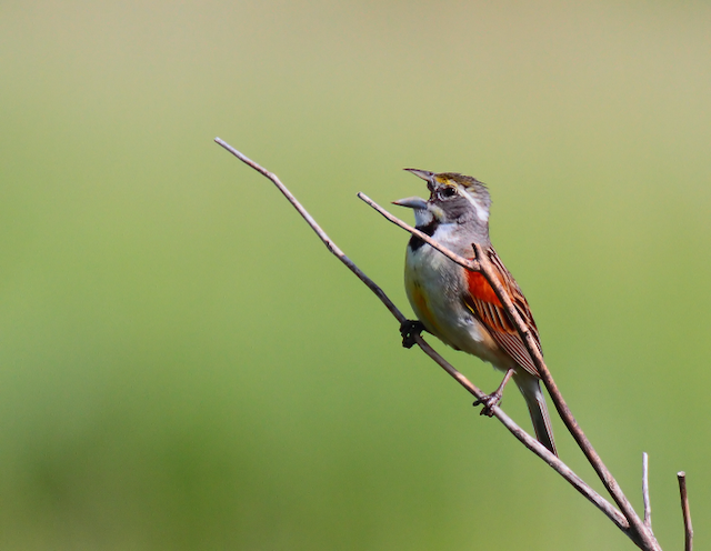 3. Sibley Male Dicksissel.png