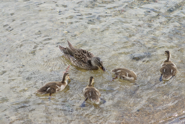 4. Sibley Mallard Family.png