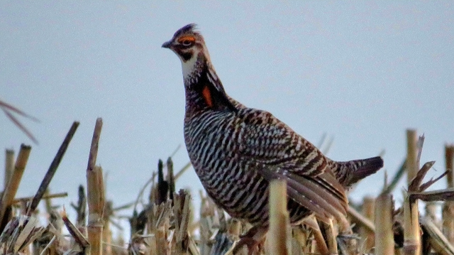 4. McIntyre Greater Prairie Chicken Maskell.NE_7660.png