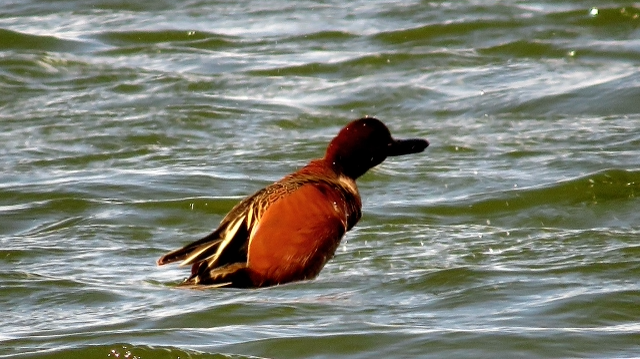 5. McIntyre CinnamonTeal Pond.Butcher.Condord PlyCo_7776.png