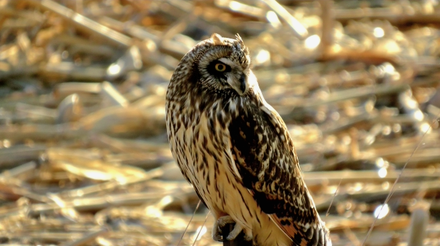 6. McIntyre ShortEaredOwl. Brunsville.IA_8099.png