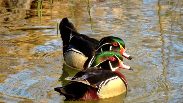 7. McIntyre WoodDucks Zales Creek Westfield_8278.png