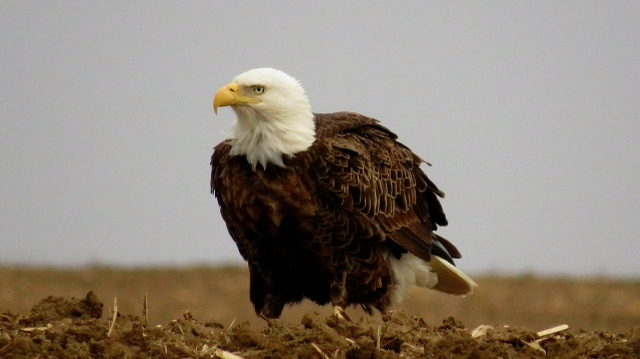8. McIntyre Bald Eagle Adavile.IA_8401.png