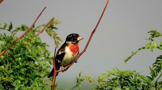 10. McIntyre RoseBreastedGrosbeak.LoessHillsWMA.MononaCo.png