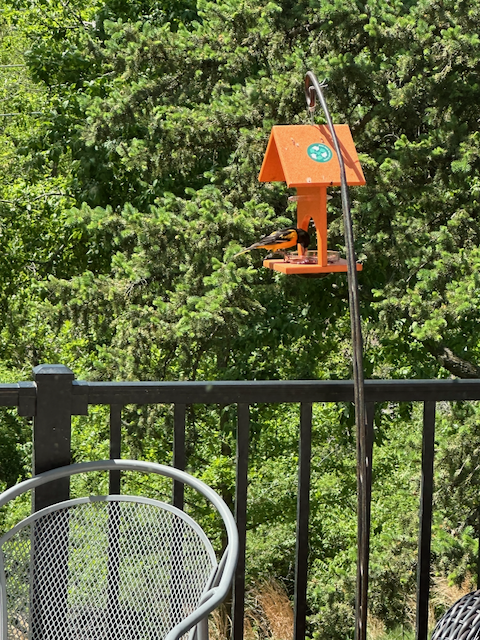 #5 Maria IMG_4666.png