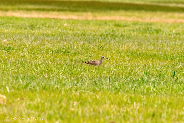 1. PR Whimbrel NE #389 5.7.25 BurgessFarm.GrantCo.NE 9245.png