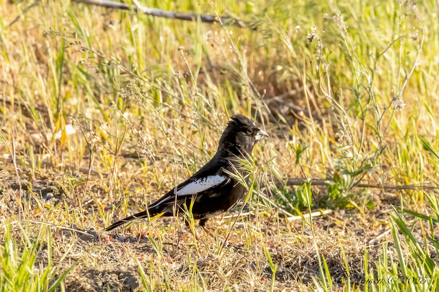 2. PR LarkBunting IA #382 5.17.25 BentonAve Woodbury Co. IA   9691.png