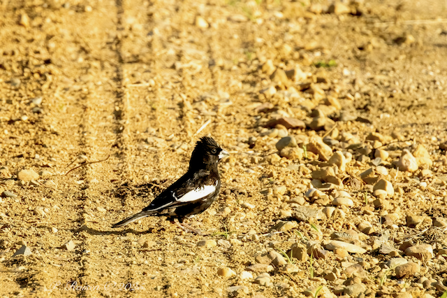 2. PR LarkBunting IA #382 5.17.25 BentonAve Woodbury Co. IA   9712.png