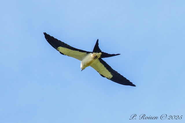 9. PR Swallow-tailedKite NE #392 8.18.25 PioneerParkLancasterCo.NE 1681.png