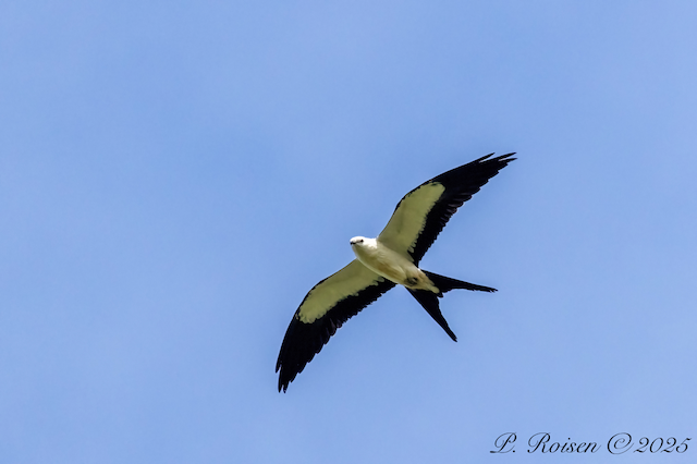 9. PR Swallow-tailedKite NE #392 8.18.25 PioneerParkLancasterCo.NE 1722.png