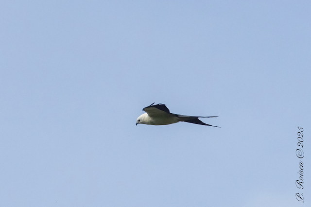 9. PR Swallow-tailedKite NE #392 8.18.25 VanDorn.Coddington.LancasterCo.NE 1664.png