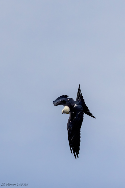 9. PR Swallow-tailedKite NE #392 8.18.25 VanDorn.Coddington.LancasterCo.NE 1677.png