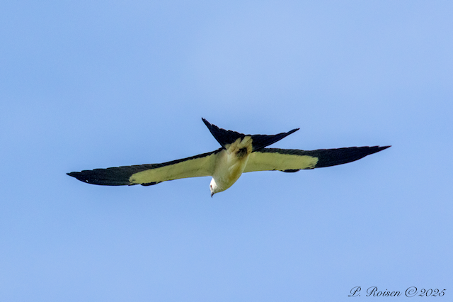 9. PR Swallow-tailedKite NE #392 PioneerParkLancasterCo.NE 1687.png