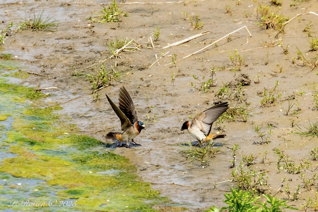 11. PR CliffSwallow 5.6.25 791stRD.ShermanCo.NE  9148.png