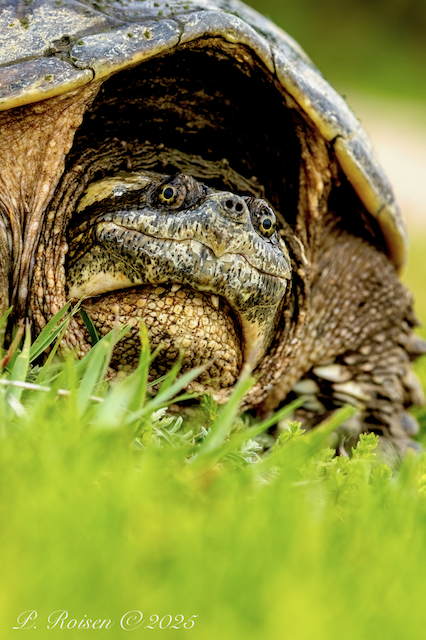 11. PR SnappingTurtle 5.6.25 GasteyerNatureSanctuary.ShermanCo.NE 9175.png