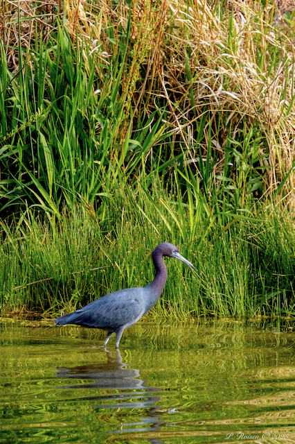 12. LittleBlueHeron 5.7.25 BessyPond.Halsey.ThomasCo.NE 9202 (2).png