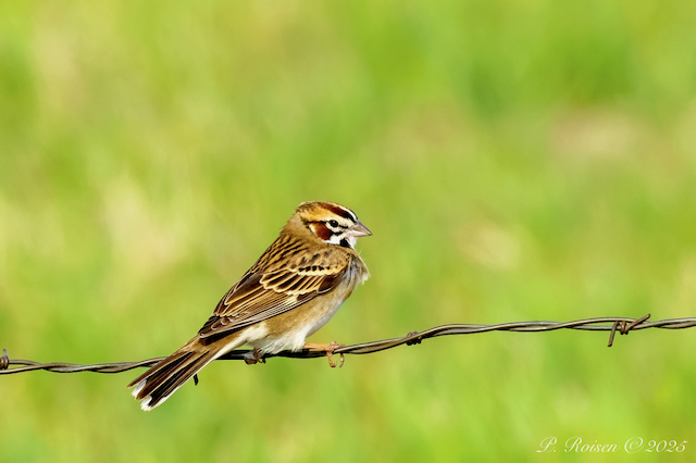 12. PR LarkSparrow 5.7.25 BessyPond.Halsey.ThomasCo.NE 9207.png