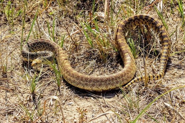 13. PR GopherSnake 5.8.25 DismalRiverRD.HookerCo.NE 9368.png