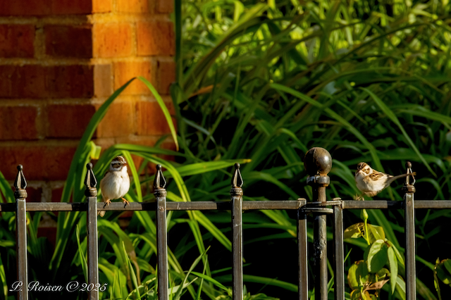 14. PR Clay-colored Sparrow 5.15.25 Brown's Lake.WoodburyCo.IA 9418.png