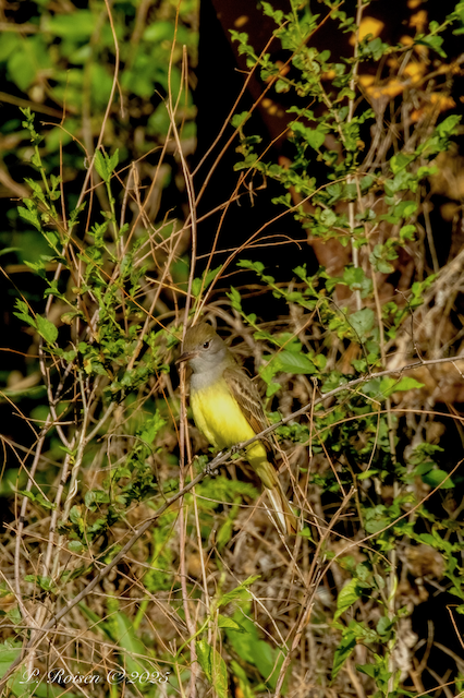 14. PR GreatCrestedFlycatcher 5.15.25 Brown's Lake.WoodburyCo.IA 9429.png
