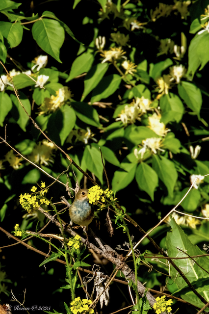 14. PR IndigoBunting 5.15.25 Brown's Lake.WoodburyCo.IA 9436.png