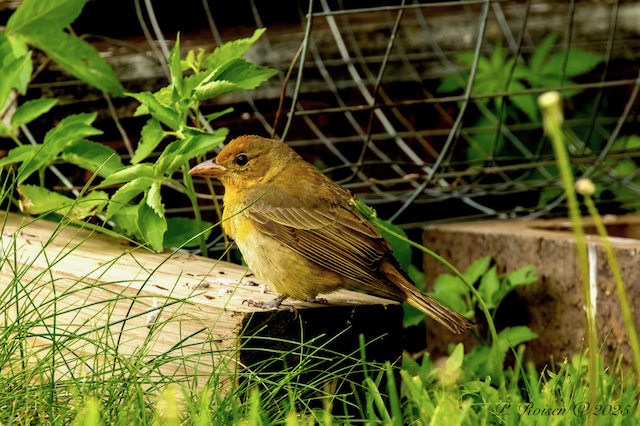 15. PR SummerTanager 5.21.25 OakmontDR.DakotaCity.DakotaCo.NE 9806.png