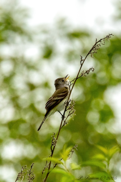 16. PR WillowFlycatcher 5.25.25 Ponds Elba.HowardCo.NE 9903.png