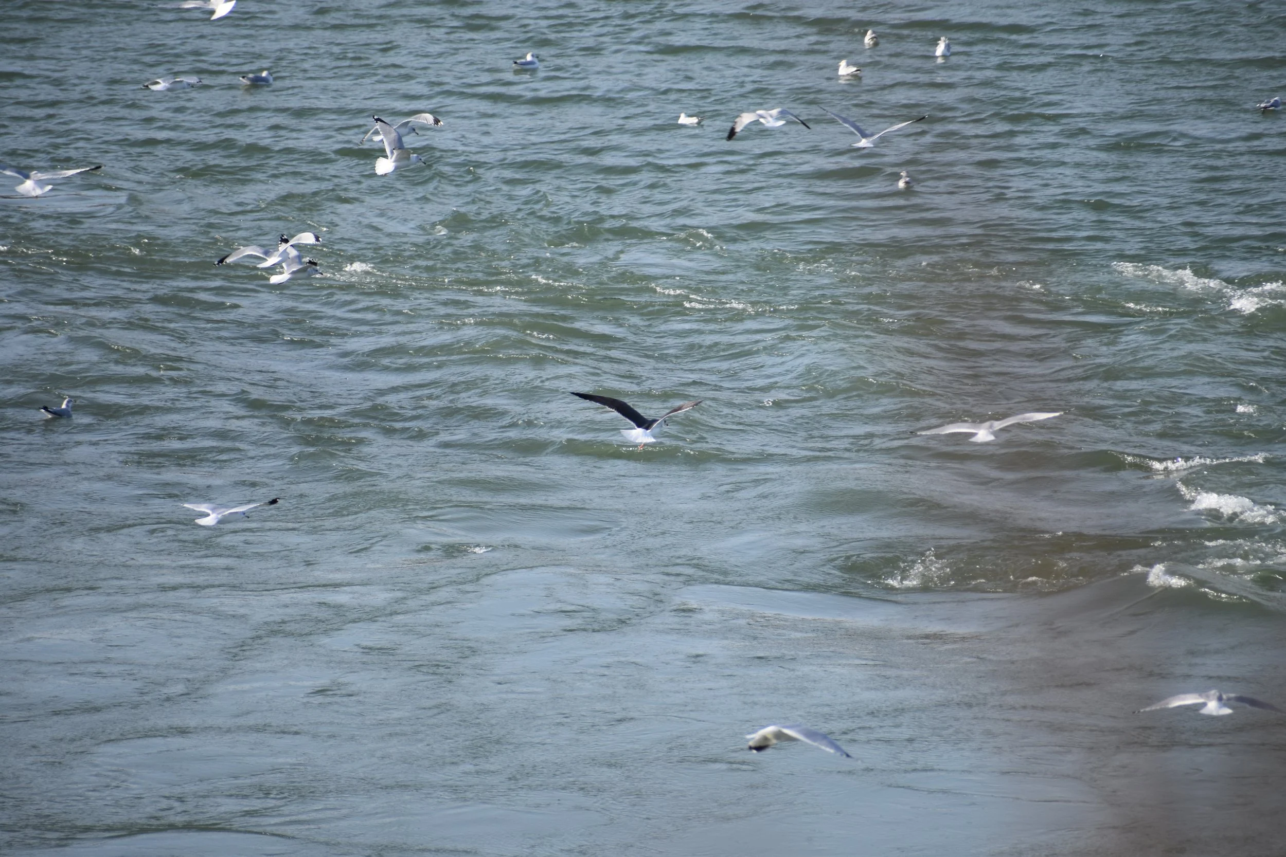 Shorebird Destination Outing TBA