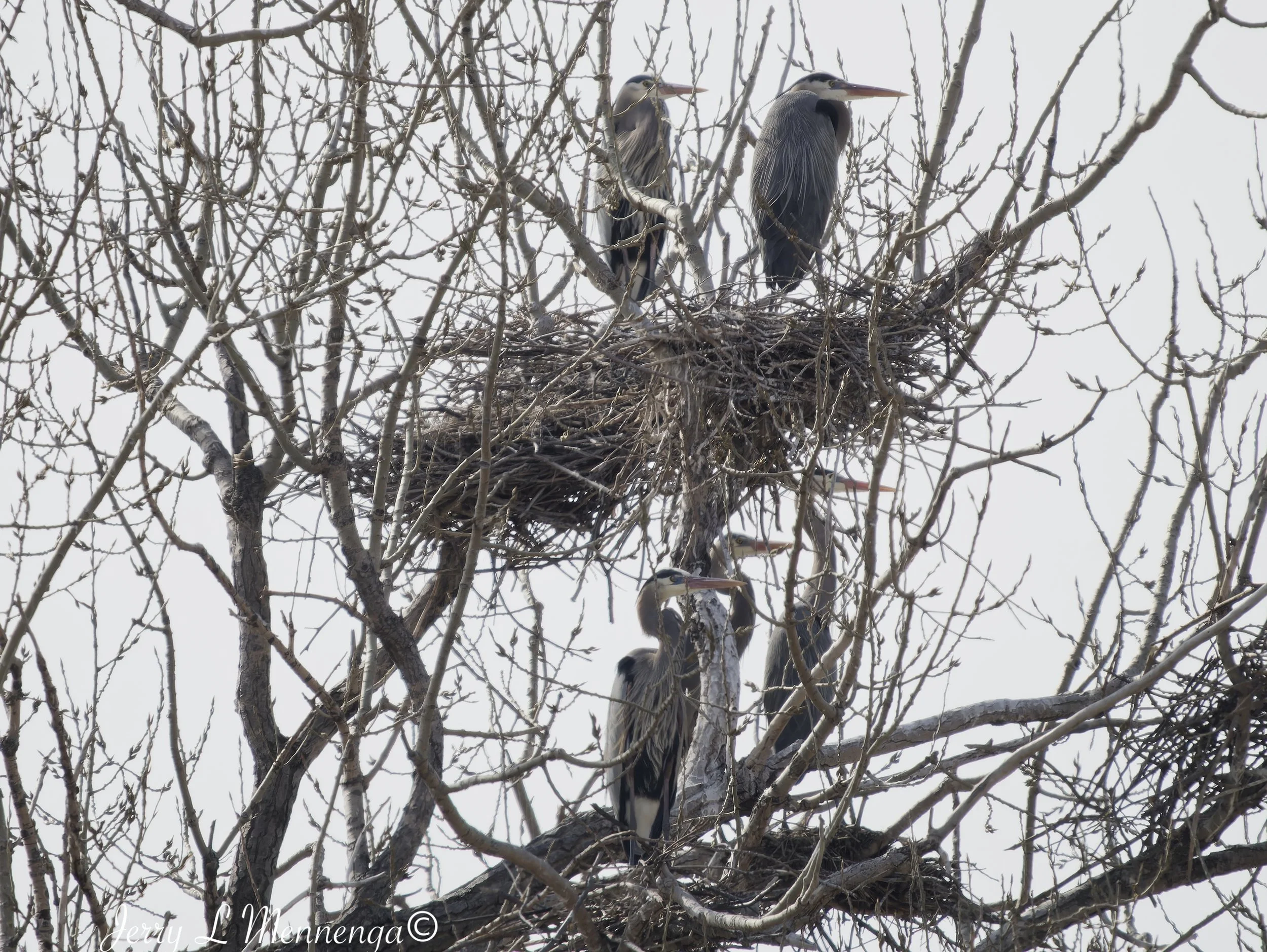 GreatBlueHeronsMoville202603-25_0141_DxO.jpg