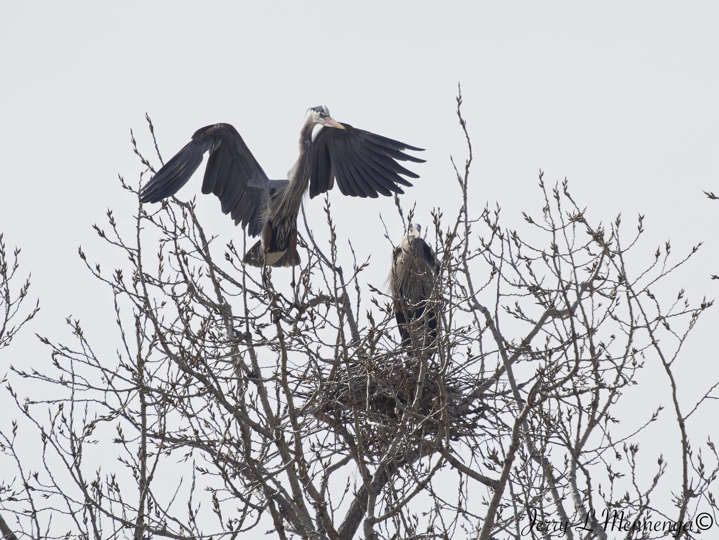 GreatBlueHeronsMoville202603-25_0291_DxO.jpg