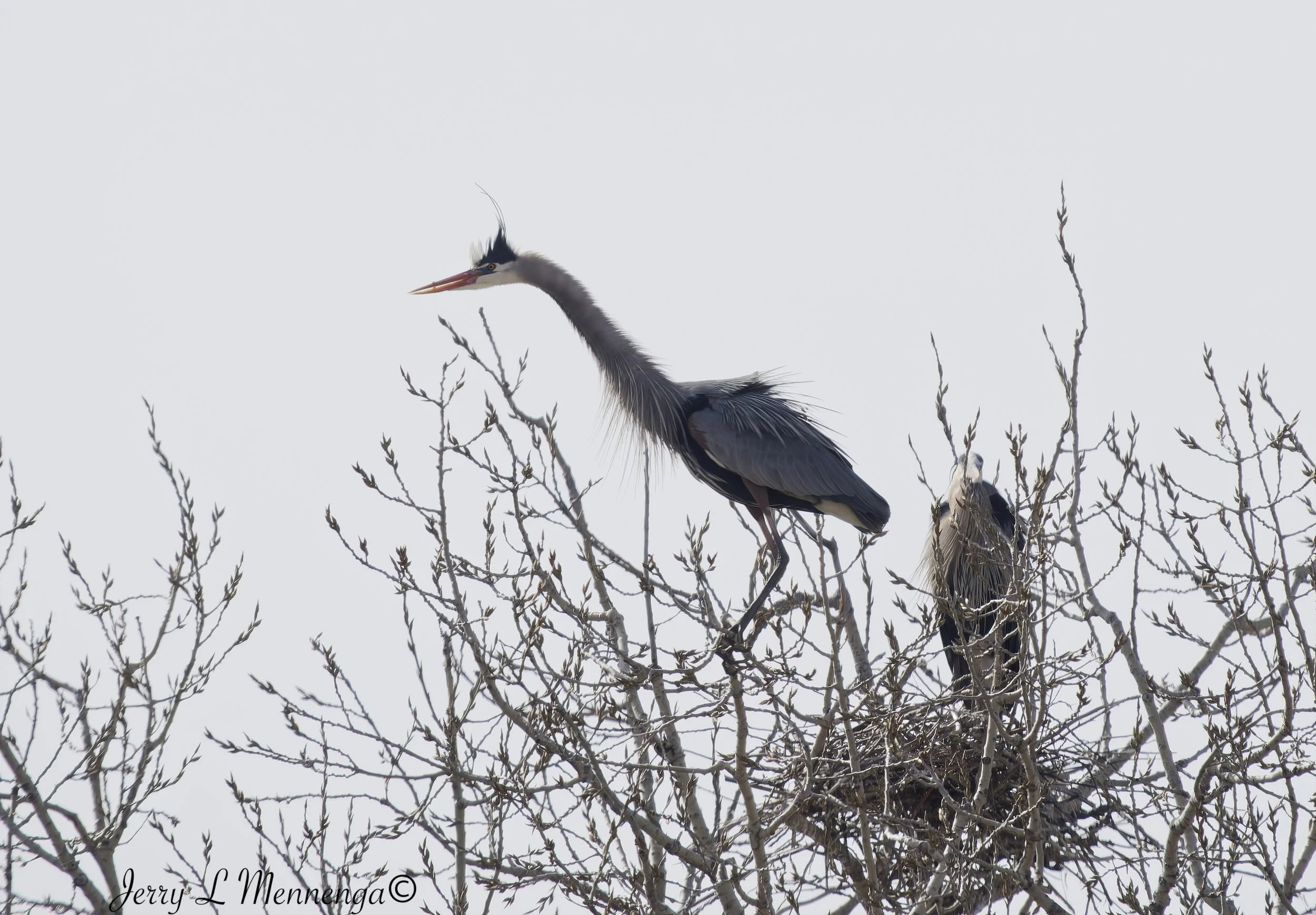 GreatBlueHeronsMoville202603-25_0336_DxO.jpg