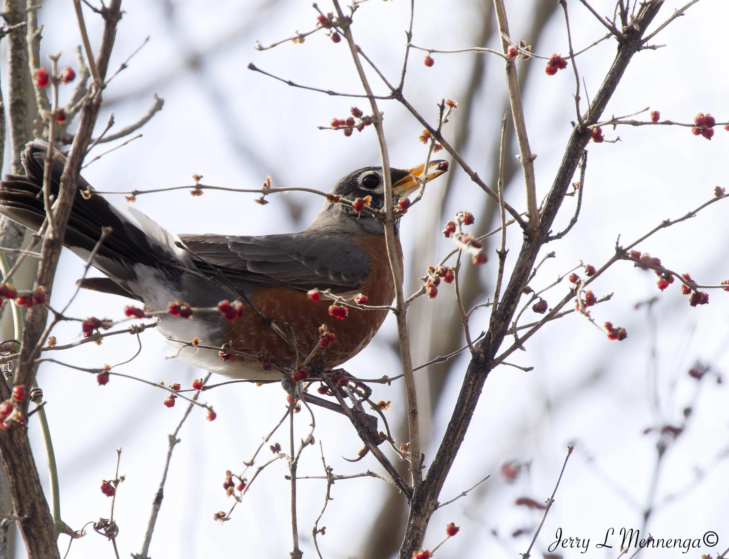Birds Bigelow Park Salix 2026 03-13_0339_DxO.jpg